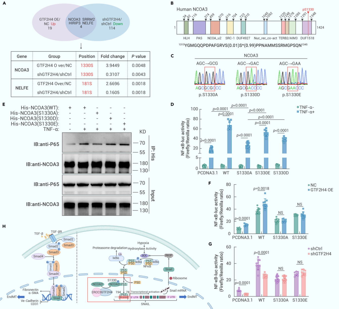 GTF2H4通过NCOA3的S1330位磷酸化促进NF-κB通路激活