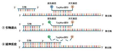 TaqMan探针原理