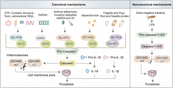 炎症小体的作用机制
