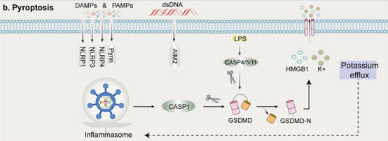细胞焦亡的分子机制