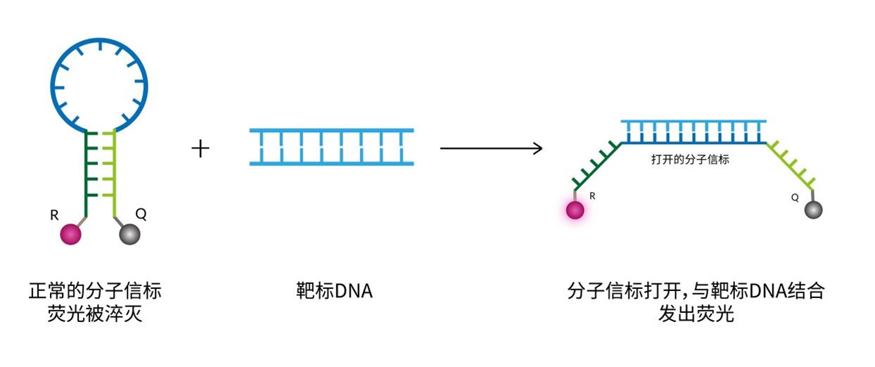 分子信标原理