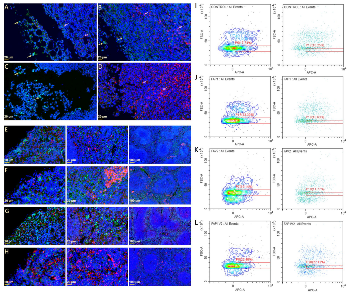 体内诱导的针对LLC肿瘤的免疫系统激活