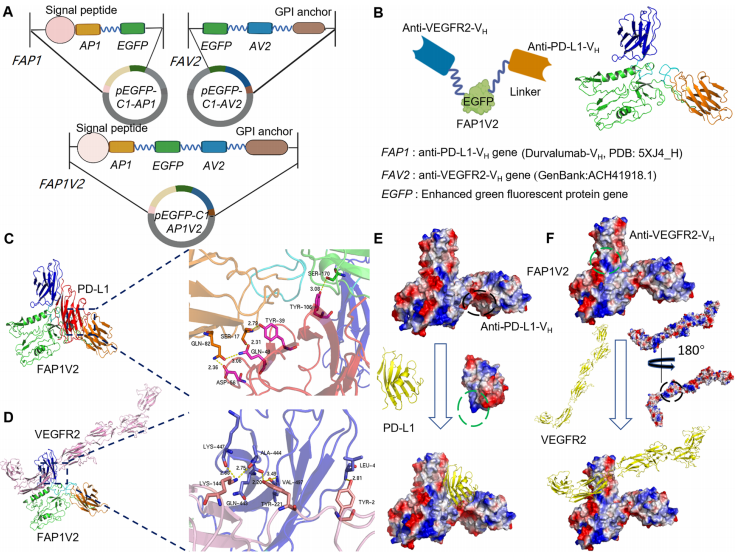 复合物FAP1V2/PD-L1及FAP1V2/VEGFR2的胞内抗体设计及分子对接