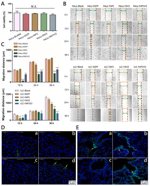 FAP1V2对癌细胞迁移能力的影响