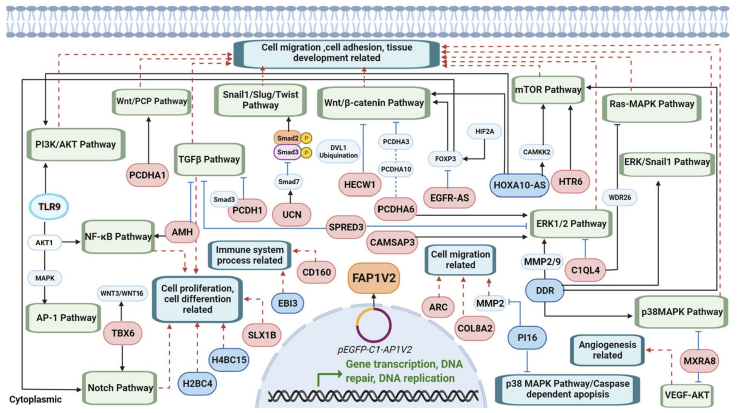 HeLa-FAP1V2细胞转录组分析