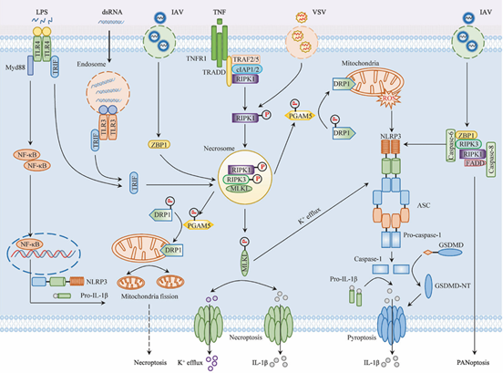 经典、非经典和替代NLRP3炎性小体激活的机制