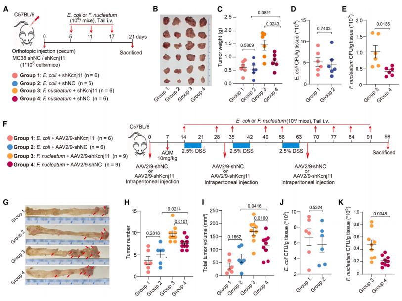 抑制结直肠癌细胞中KCNJ11的表达通过结合更多的具核梭杆菌促进体内肿瘤生长
