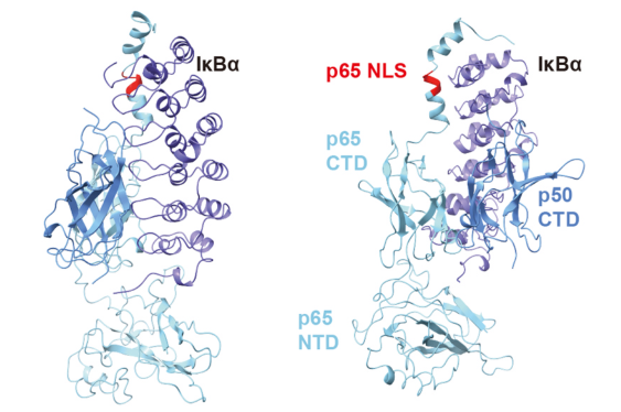 IκBα的三维结构