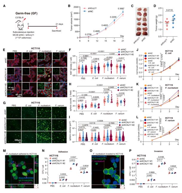 抑制KCNJ11表达通过结合更多的具核梭杆菌（F. nucleatum）促进CRC细胞生长