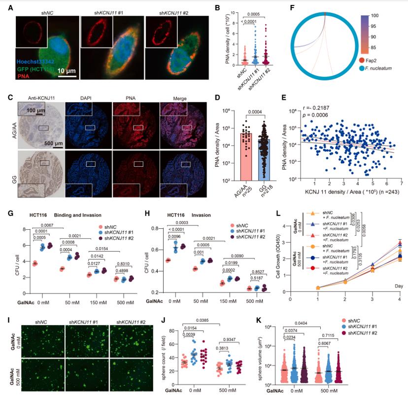 下调KCNJ11可以通过增强Gal-GalNAc的表达来增加具核梭杆菌的结合