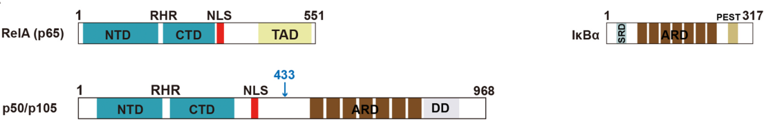 Rel蛋白结构域示意图