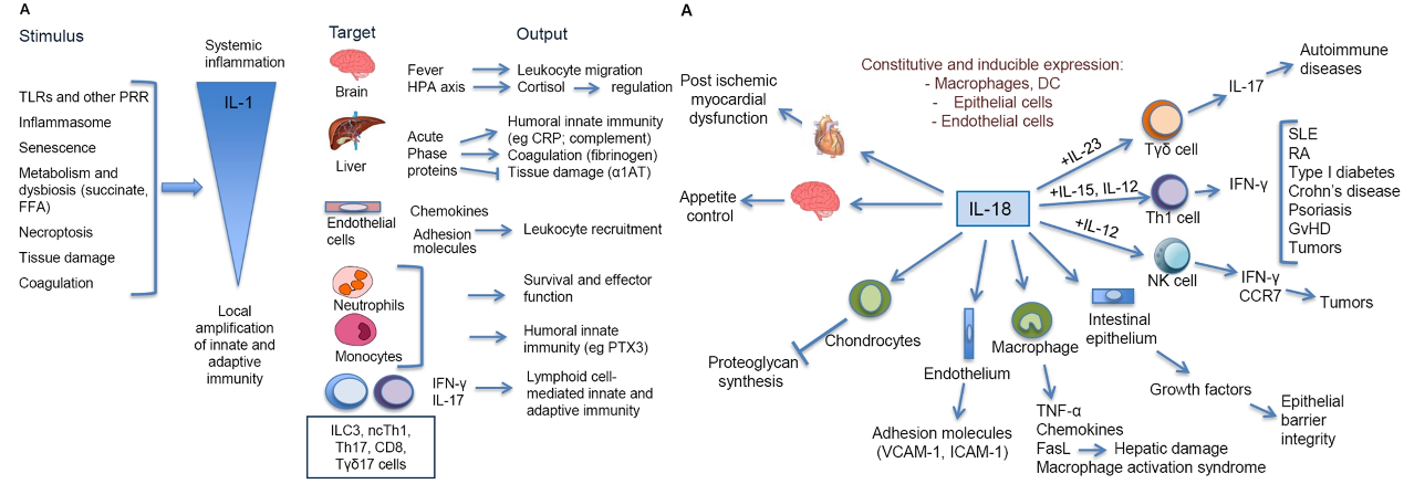 IL-1β和IL-18在先天和适应性免疫中的作用