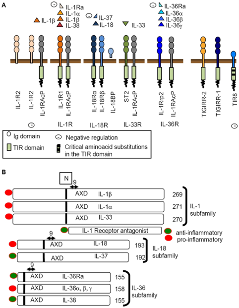 IL-1家族中配体和受体链的示意图