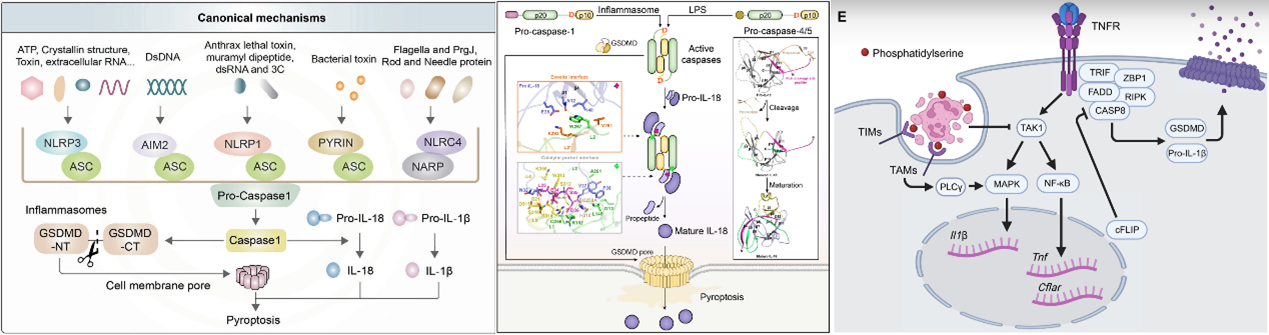 不同焦亡通路中ILs的加工与释放机制
