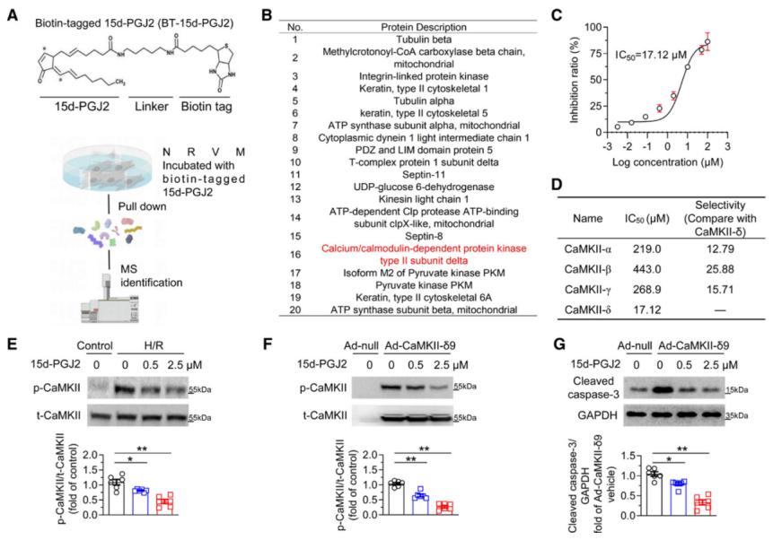 15d-PGJ2是内源性CaMKII抑制剂