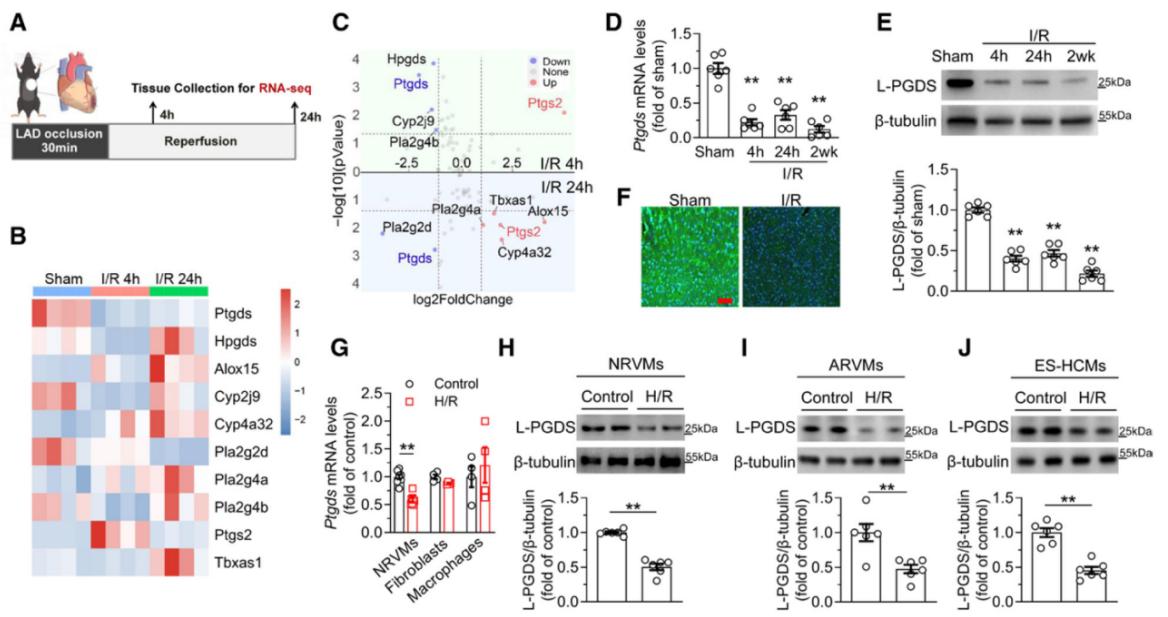 L-PGDS在I/R损伤心脏中表达下调