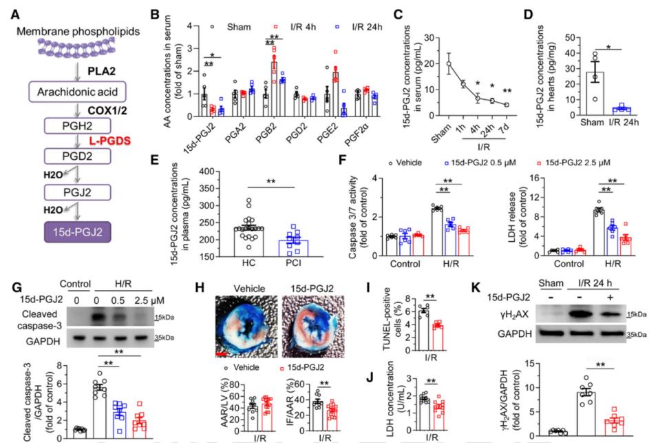 I/R损伤显著降低15d-PGJ2水平