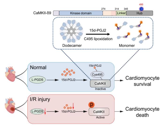 L-PGDS/15d-PGJ2/CaMKII信号通路在I/R损伤中的保护机制图