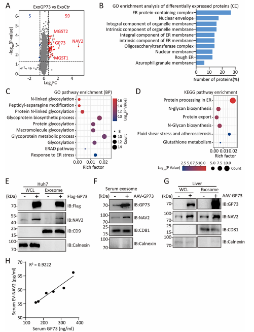 GP73介导富含NAV2的外泌体的产生