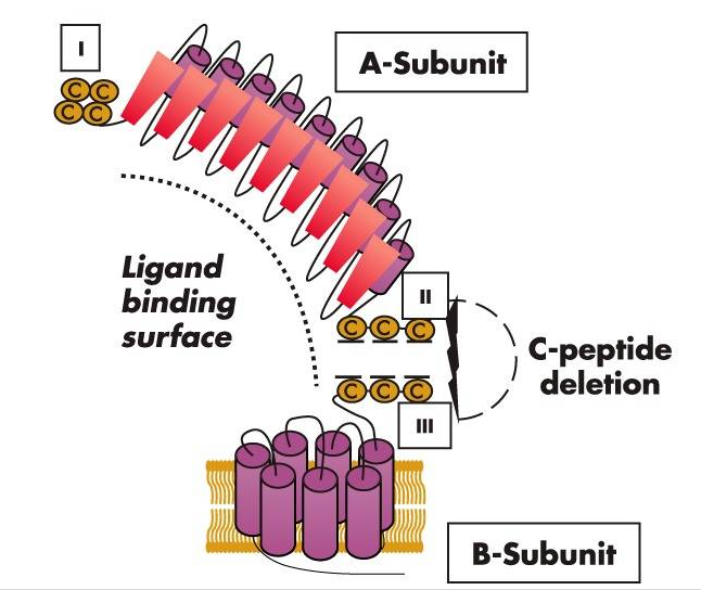 TSHR蛋白结构示意图