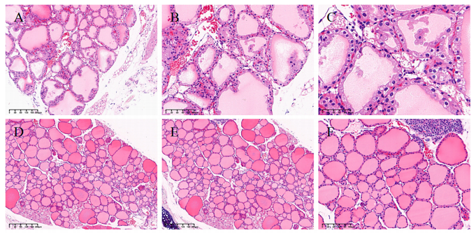 GD小鼠模型的表征