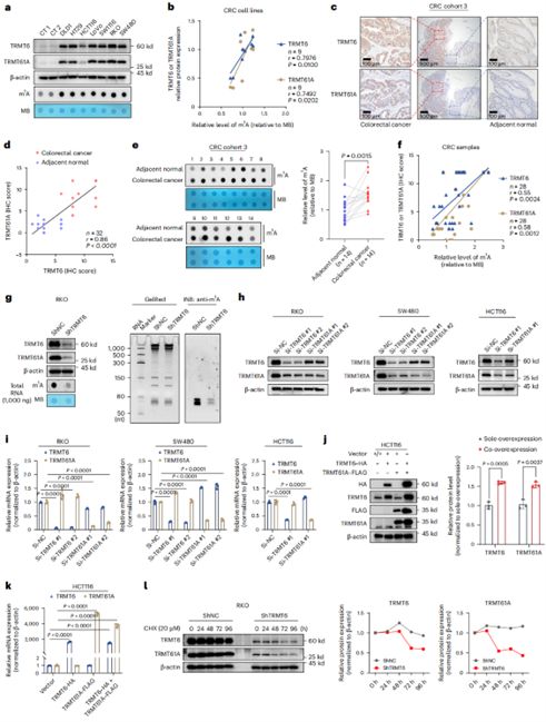 TRMT6维持TRMT6/61A复合物，在CRC中升高tRNA m1A修饰
