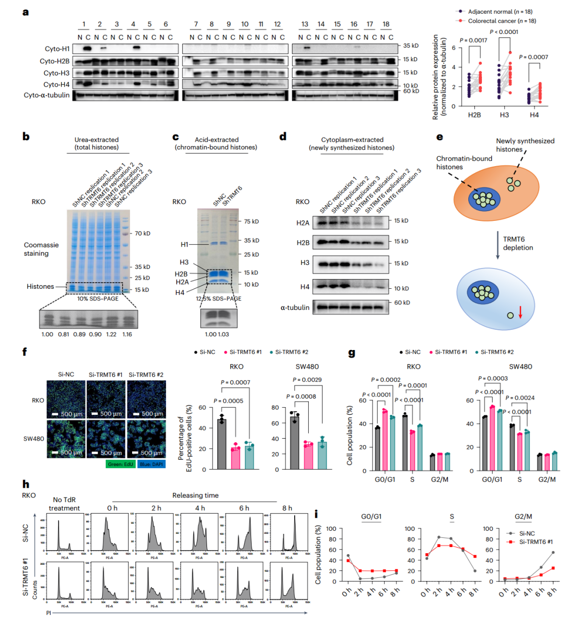 TRMT6调节组蛋白合成和细胞周期进程