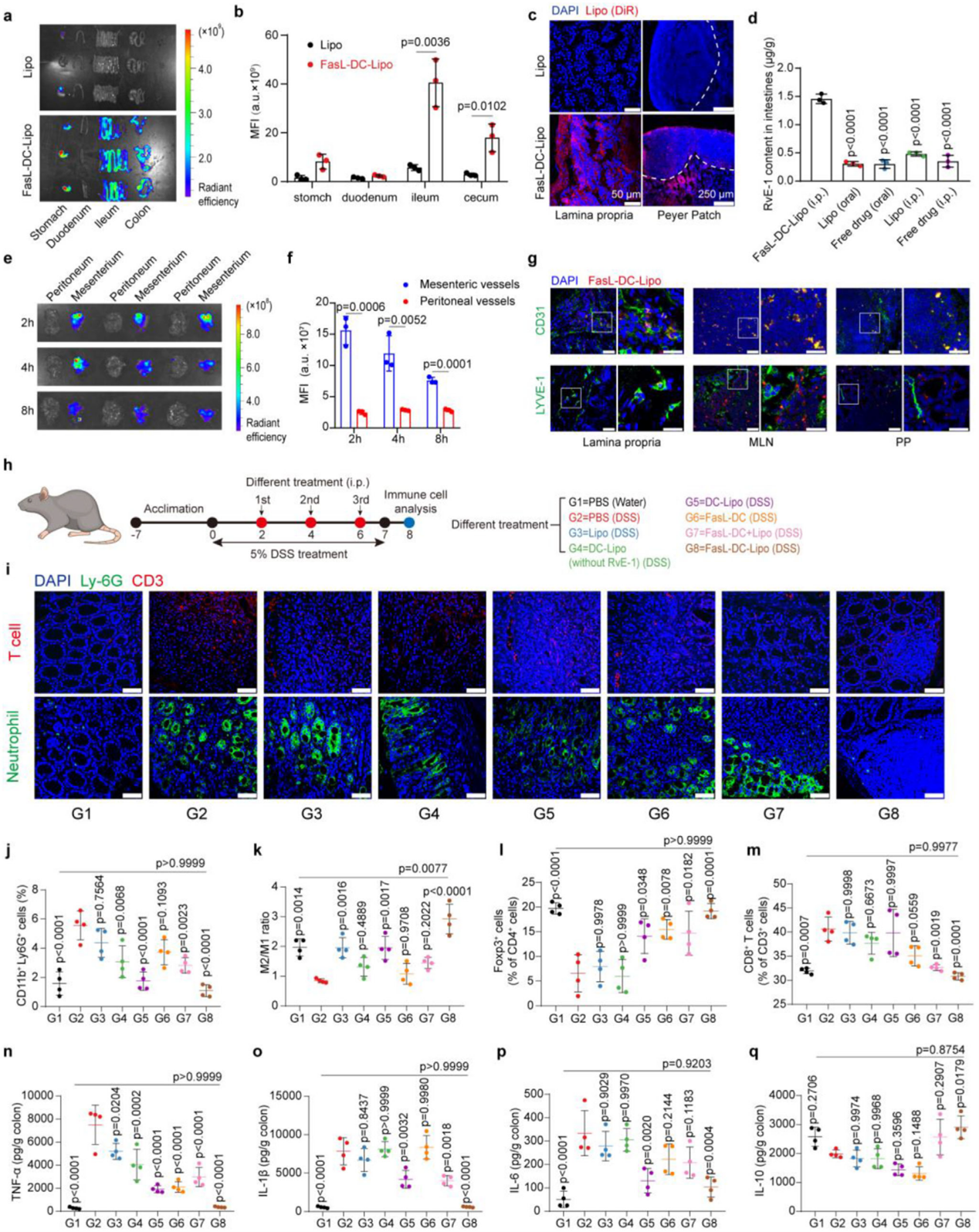 DSS诱导的IBD小鼠中的抗炎免疫反应