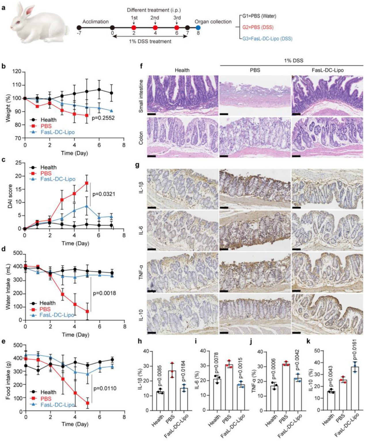 FasL-DC-Lipo在DSS诱导的IBD兔子模型中的疗效