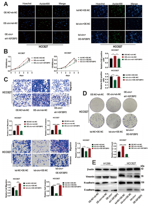circRAPGEF5与IGF2BP2协同促进肺腺癌进展