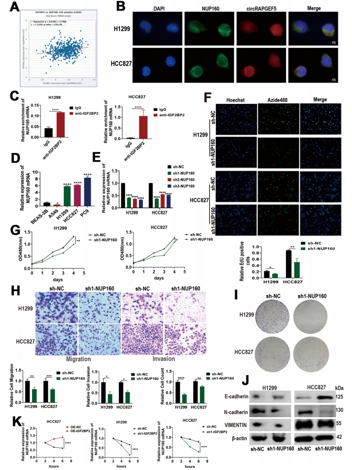 NUP160是IGF2BP2的下游靶标，NUP160可促进肺腺癌的转移和进展