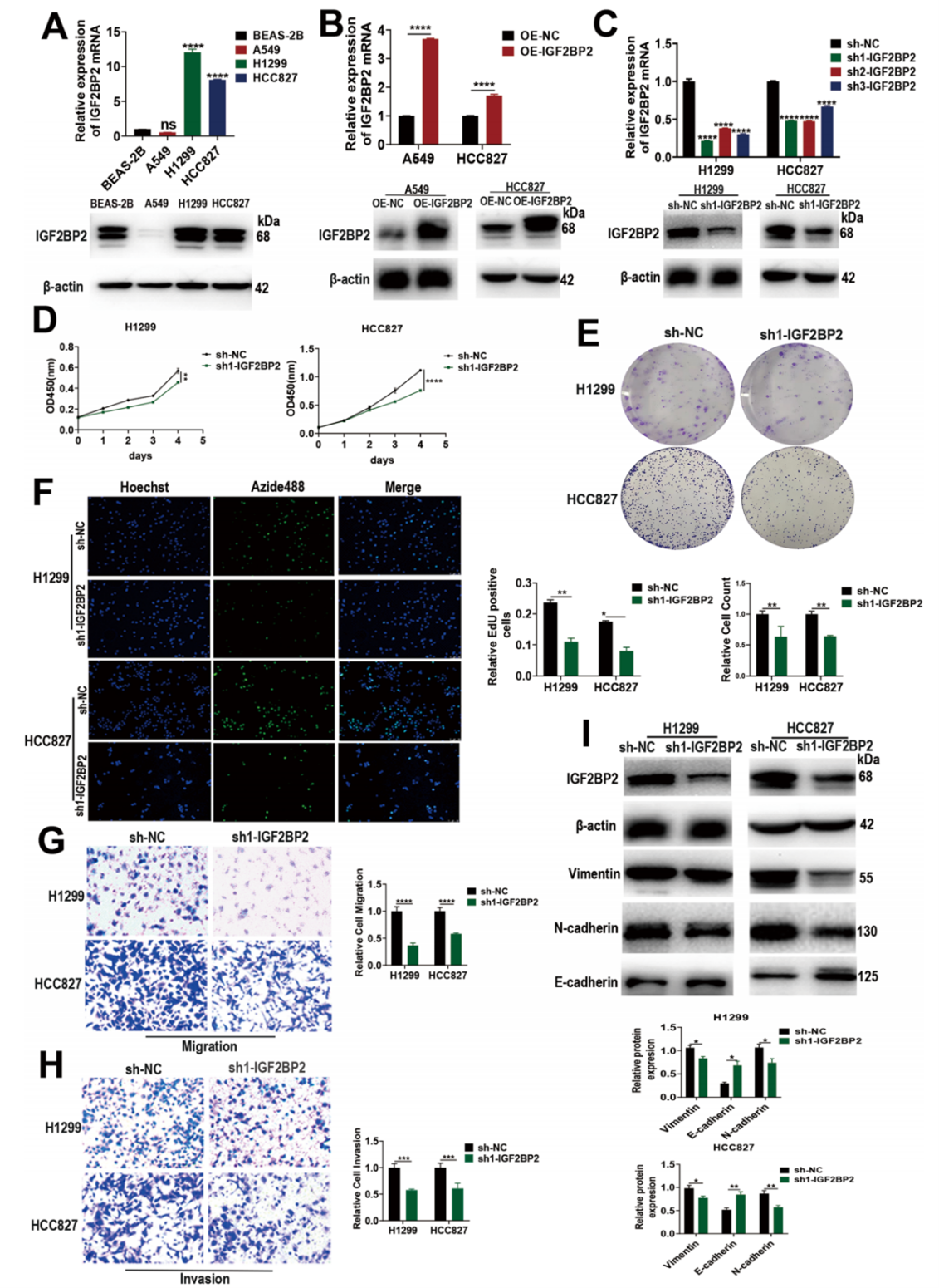 IGF2BP2促进肺腺癌的转移和进展
