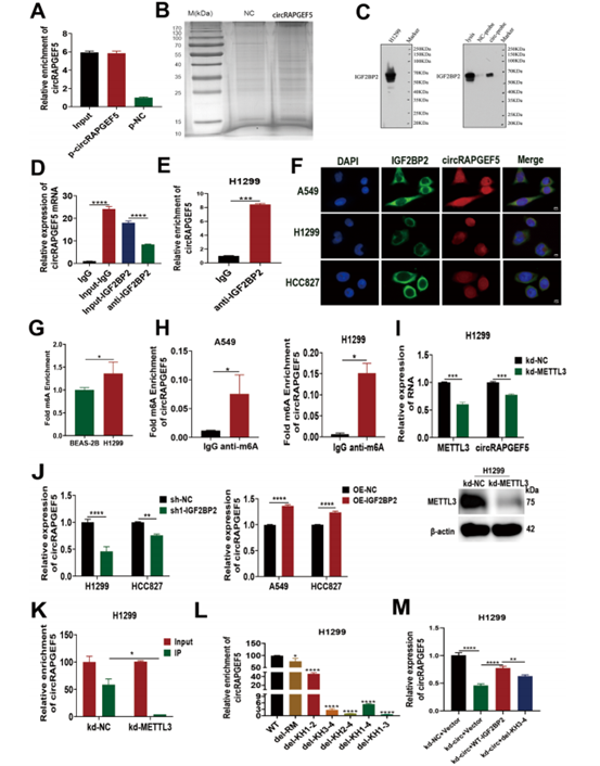 circRAPGEF5与IGF2BP2的KH3-4区域结合，且其表达受m⁶A甲基化修饰调控