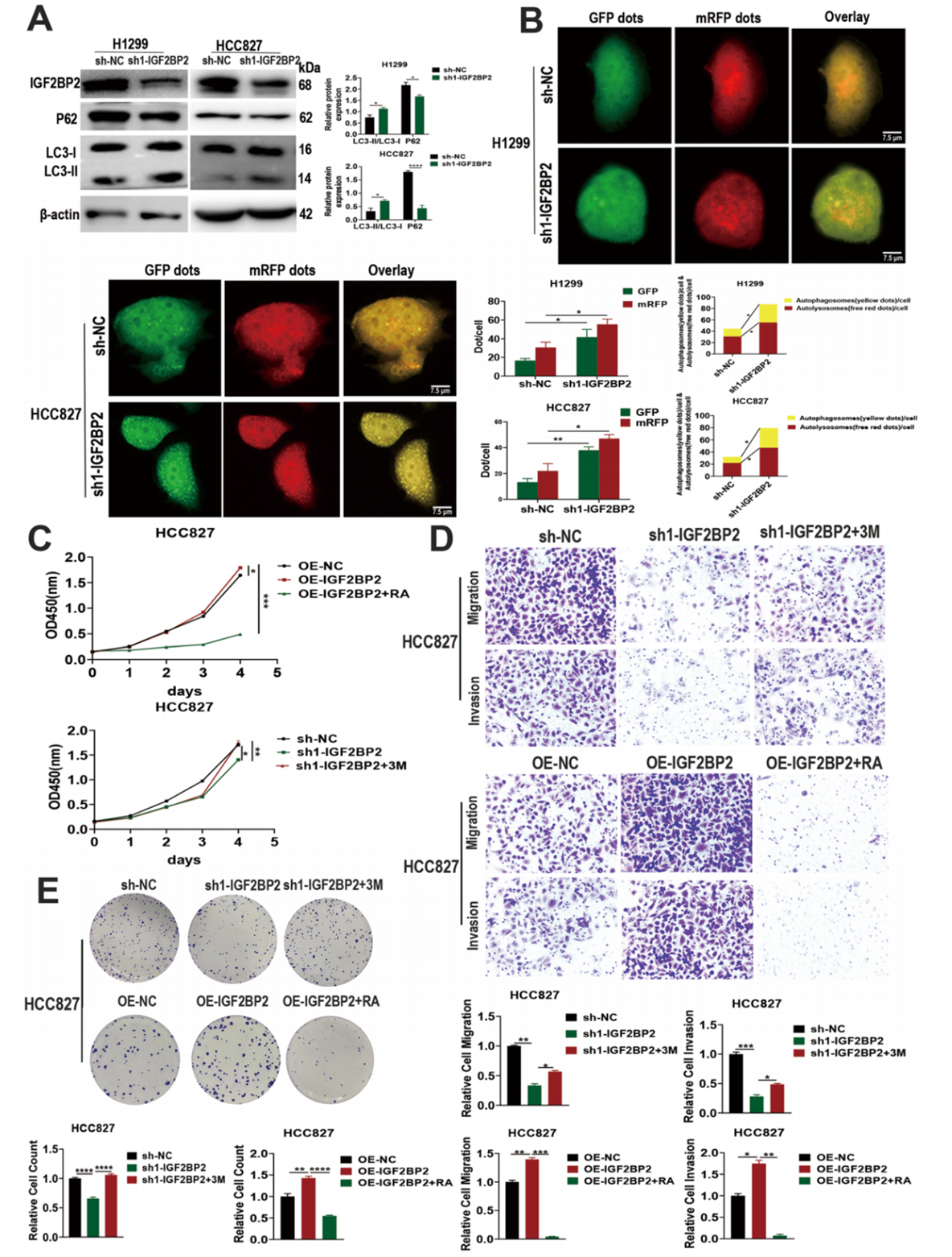 IGF2BP2对肺腺癌细胞自噬的抑制作用