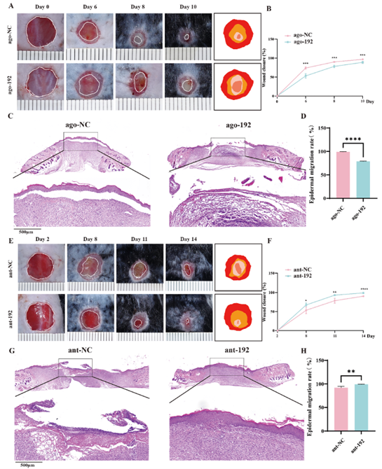 在体内研究miR-192-5p对伤口愈合的影响
