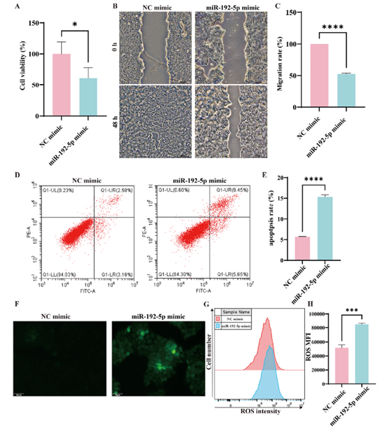 miR-192-5p抑制HaCaT细胞增殖与迁移，并促进细胞凋亡及氧化应激