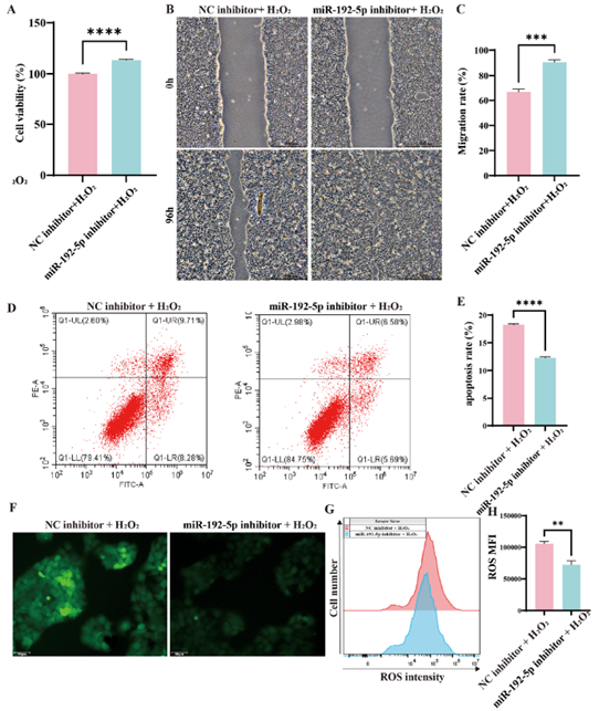 氧化应激条件下，敲低miR-192-5p对HaCaT细胞功能的影响