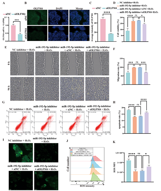 在氧化应激模型中，敲低OLFM4可逆转抑制miR-192-5p后对HaCaT细胞功能的保护作用