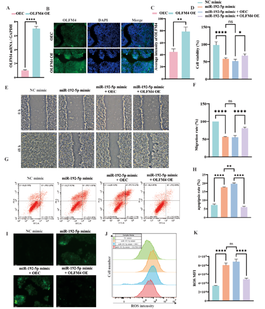 过表达OLFM4保护了HaCaT细胞免受miR-192-5p诱导的功能障碍