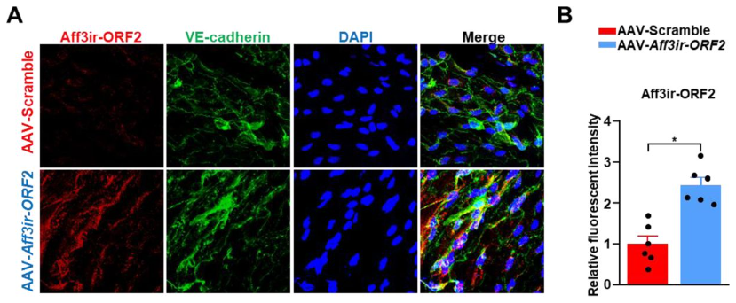 AAV-ICAM2-Aff3ir-ORF2感染小鼠主动脉内皮并特异性表达Aff3ir-ORF2 