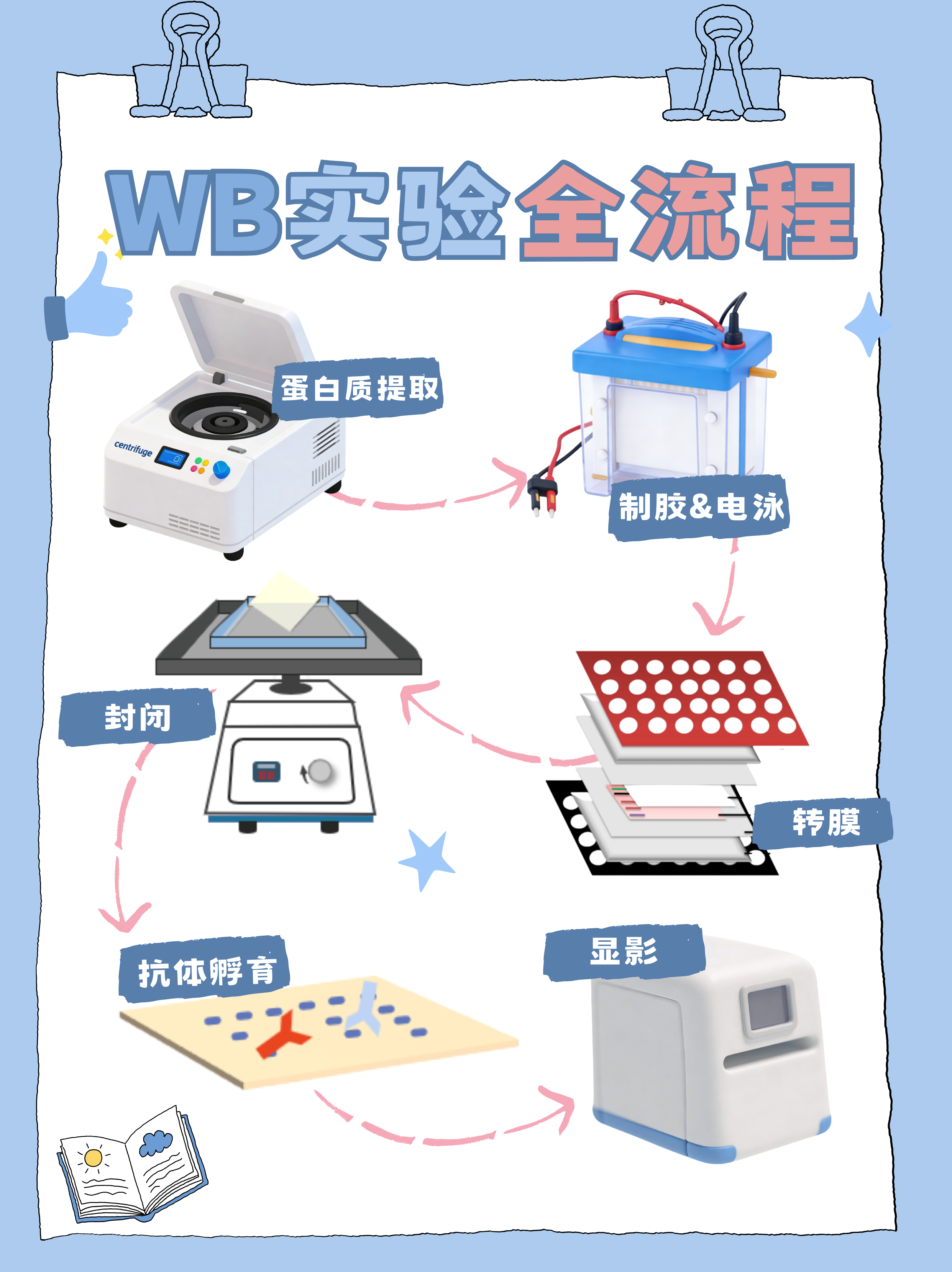 Western blot实验流程图
