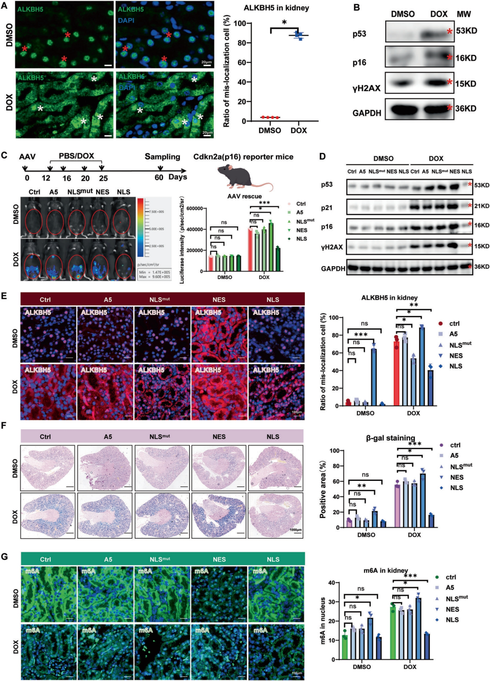 NLS-ALKBH5缓解体内衰老相关特征