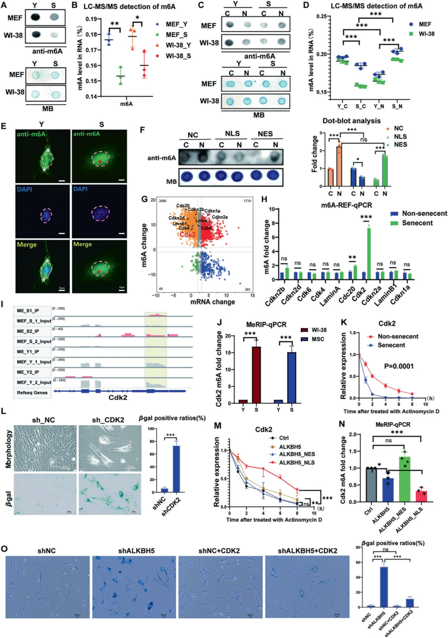ALKBH5的胞质滞留通过破坏m6A稳态驱动细胞衰老