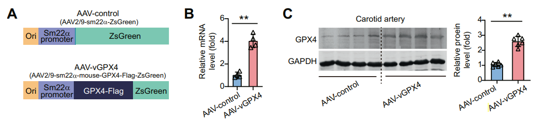 AAV2/9-SM22α-mGPX4-Flag-ZsGreen感染小鼠颈动脉血管平滑肌细胞并过表达GPX4