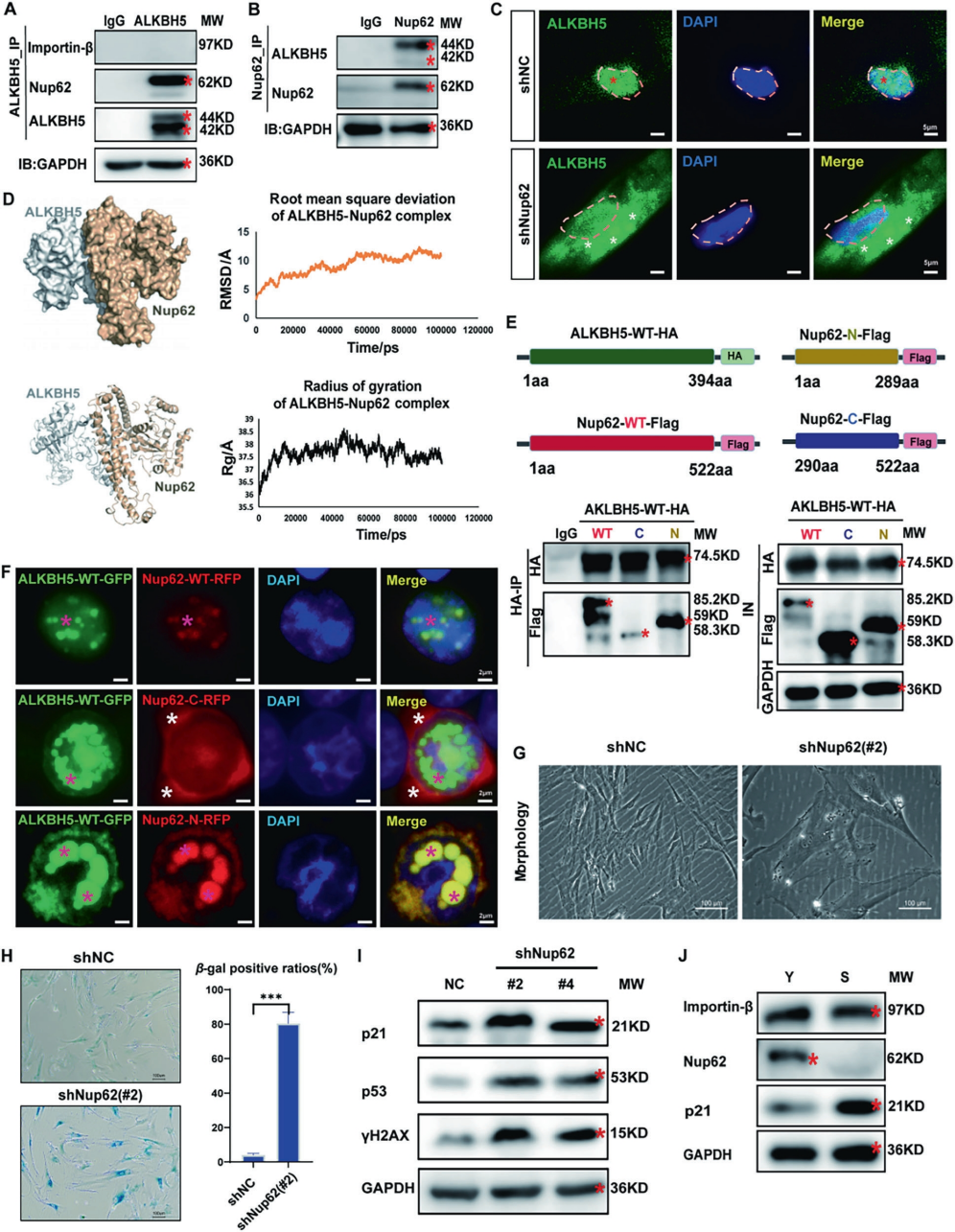 Nup62是ALKBH5核转移的介质