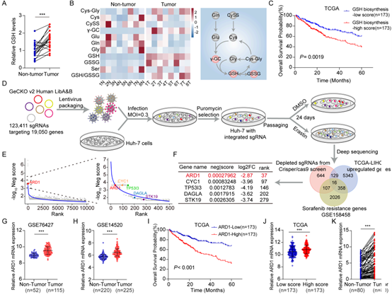 ARD1是GSH合成过程中的关键促进因子，并且在肝癌患者中具有潜在的预后价值