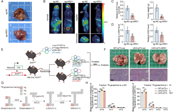 ARD1在体内可促进肝癌的发展，并且是改善索拉非尼疗效的治疗靶点