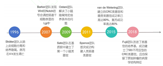 肠道类器官构建的简史图