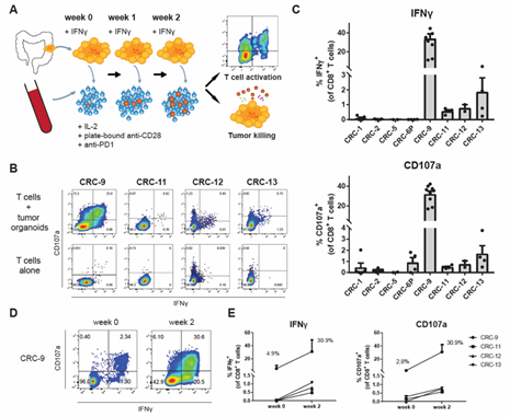 通过与自体肿瘤类器官共培养，诱导循环T细胞产生肿瘤反应性