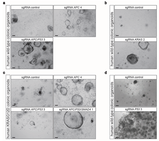 利用CRISPR/Cas9基因组编辑技术在人类结肠类器官中引入APC、P53、KRASG12D及SMAD4突变